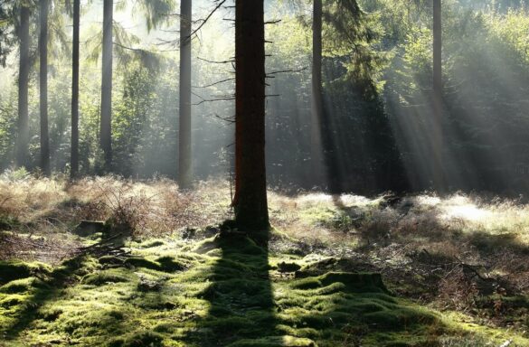 beautiful light in foggy coniferous forest