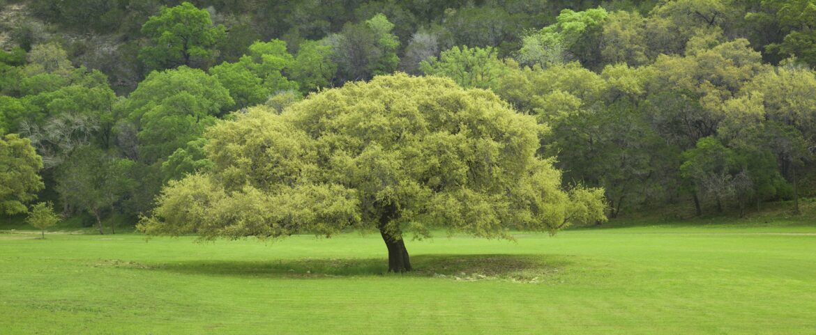 Live Oak Tree in the Texas Hill Country